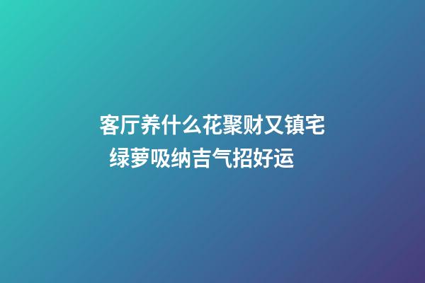 客厅养什么花聚财又镇宅  绿萝吸纳吉气招好运